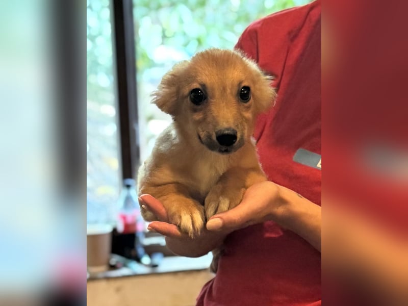 ⭐DINAI⭐, herzige Hündin, 5 Monate, 20 cm, Tierschutz Rumänien