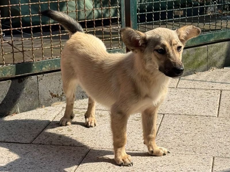 ♥MIRA♥ auf Pflegestelle in Köln - bezaubernde, verschmuste, dankbare Junghündin 33cm