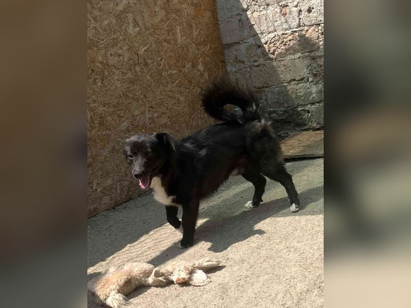 ⭐️ENNIO⭐️, sanfter Rüde, über 2,5  Jahre, 30 cm, Mischling, Tierschutz Rumänien