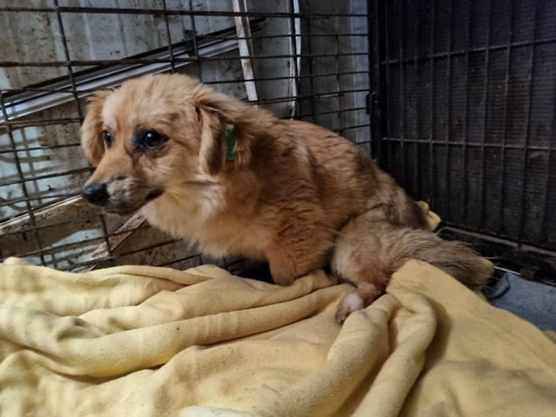 ♥LILO♥ niedliche, zarte kleine Junghündin, die in einer Quarantänebox untergebracht ist 28 cm