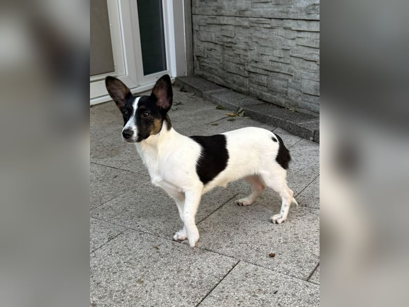 ♥TILLY♥ auf Pflegestelle bei Köln - unglaublich liebes, süßes kleines Mädchen 29cm (wachsend)