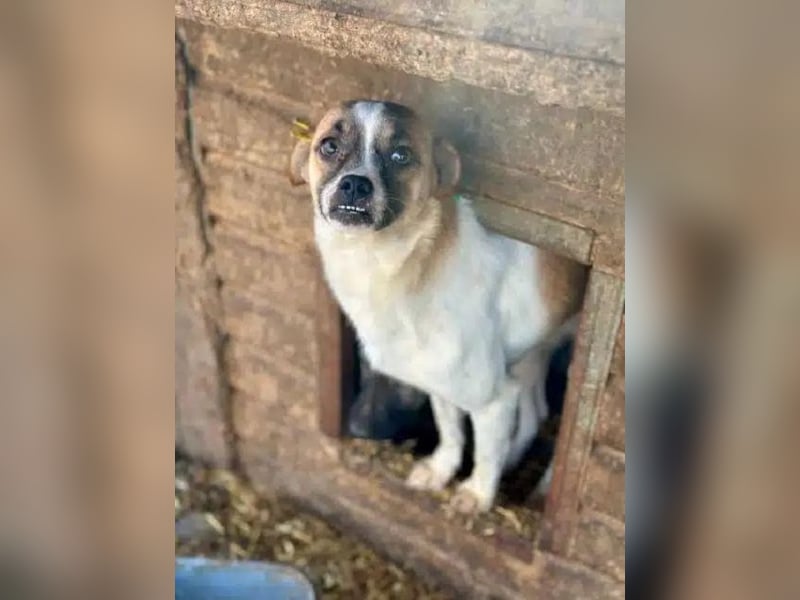 ♥PENINA♥ süße, ganz zutrauliche kleine Hündin mit dem entzückenden Unterbiss 40 cm