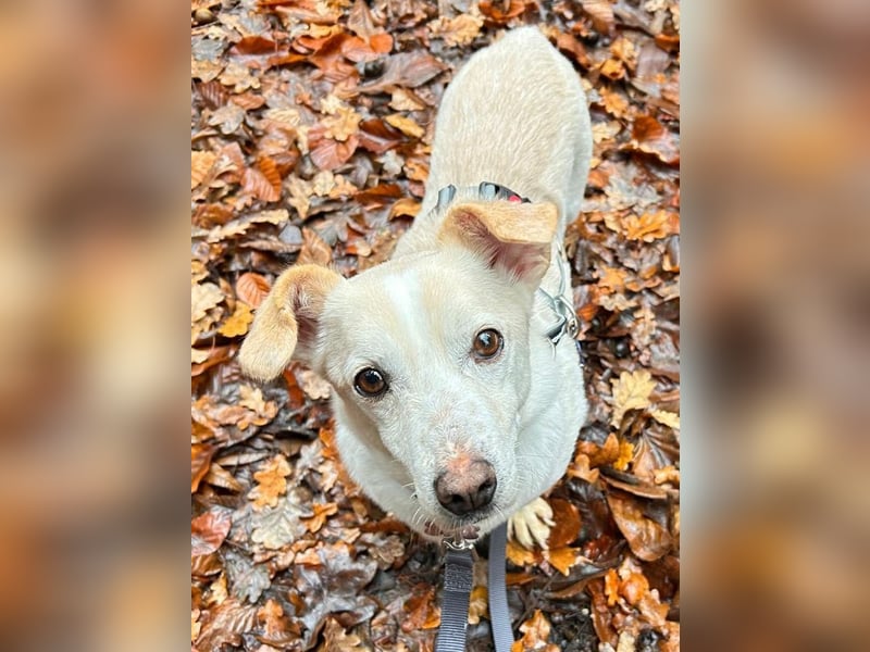 ♥MAMBO♥ auf Pflegestelle in Köln - verschmuster, anhänglicher kleiner Rüde 33 cm