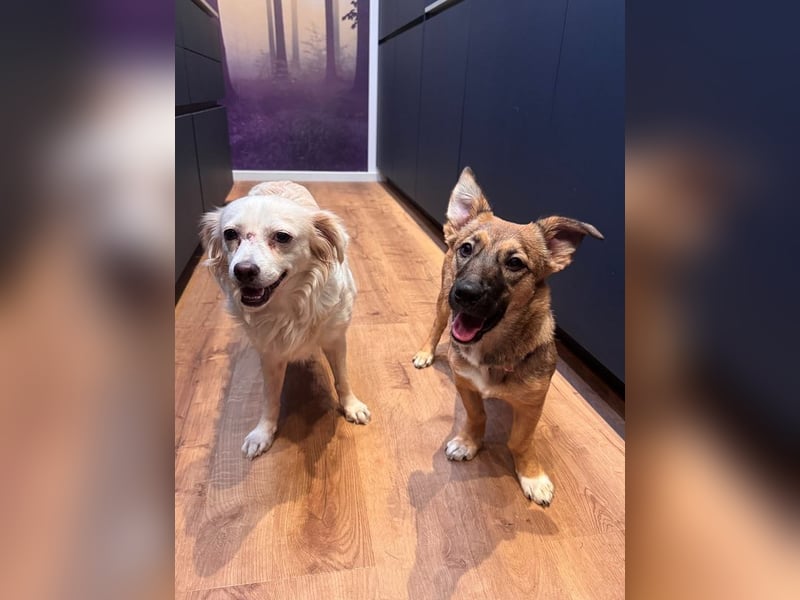 ♥BIENE♥ am 11.Okt bei "Tiere suchen ein Zuhause"- zuckersüße, so liebe, menschenbezogene Hündin 30cm