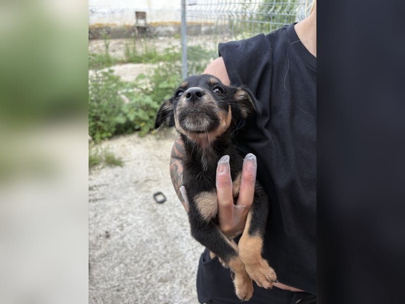 ⭐️Smillie ⭐️, Mini-Maus, Welpenmädchen, 3 Monate, 20 cm (im Wachstum), Mischling, Tierschutz Rumän