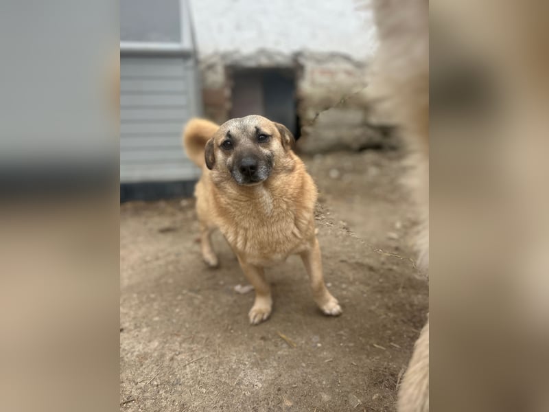 Traumtyp TONI, Mischlingsrüde, 6 Jahre, 29 cm, Pflegestelle 53773, Tierschutz Rumänien