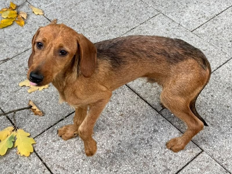 ♥COSMO♥ neu auf Pflegestelle bei Köln - süßer, verspielter kleiner Welpenbub 33 cm (wachsend)