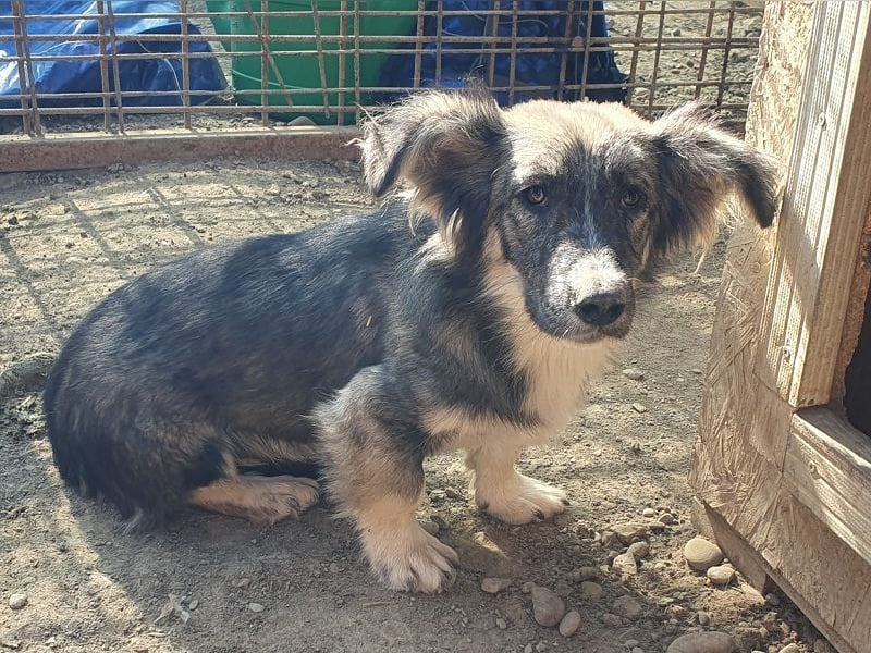 ♥RUDI♥ wunderschöner, süßer, noch vorsichtiger kleiner Junghund 35 cm