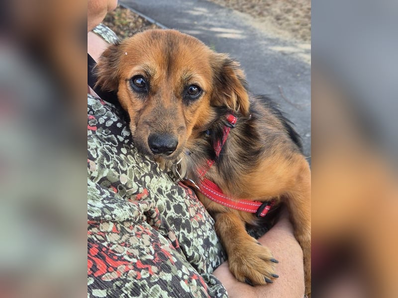 ♥PINKY♥ neu auf Pflegestelle bei Aachen - süßes, noch etwas zurückhaltendes Hundemädchen 38cm