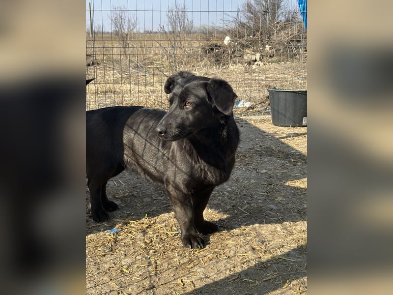 ⭐️MARIUCA⭐️, witzige, kleine Hündin, 3,5 Jahre, 37 cm, Mischling, Tierschutz Rumänien