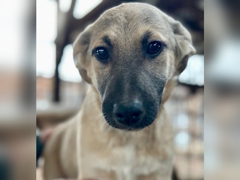 ♥DIDI♥ ab 28. Feb auf Pflegestelle bei Köln - bezaubernder, verspielter kleiner Welpenjunge 30-35cm