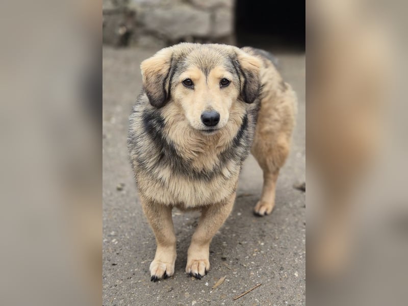 ALINE, sanftes Seelchen, Pflegestelle Rösrath, 2 Jahre, 32 cm, Mischling, Tierschutz Rumänien