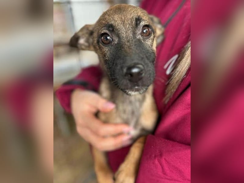 ♥JASCHA♥ neu auf Pflegestelle bei Köln -bezaubernder, verspielter, noch zurückhaltender Welpe 31 cm
