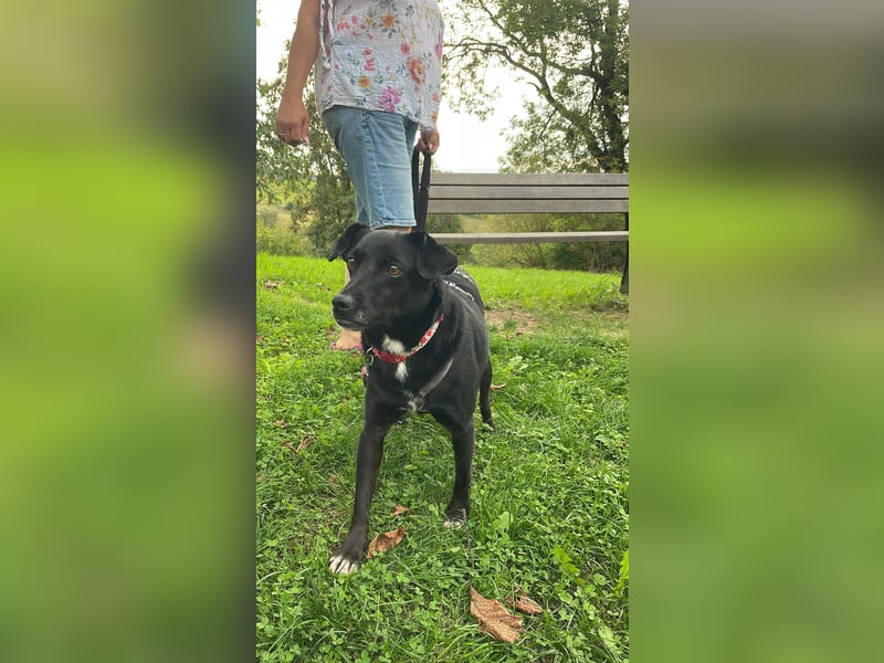 RANA, schüchterne Zweithündin, Pflegestelle Hennef, 5 Jahre, 38 cm, Tierschutz Rumänien