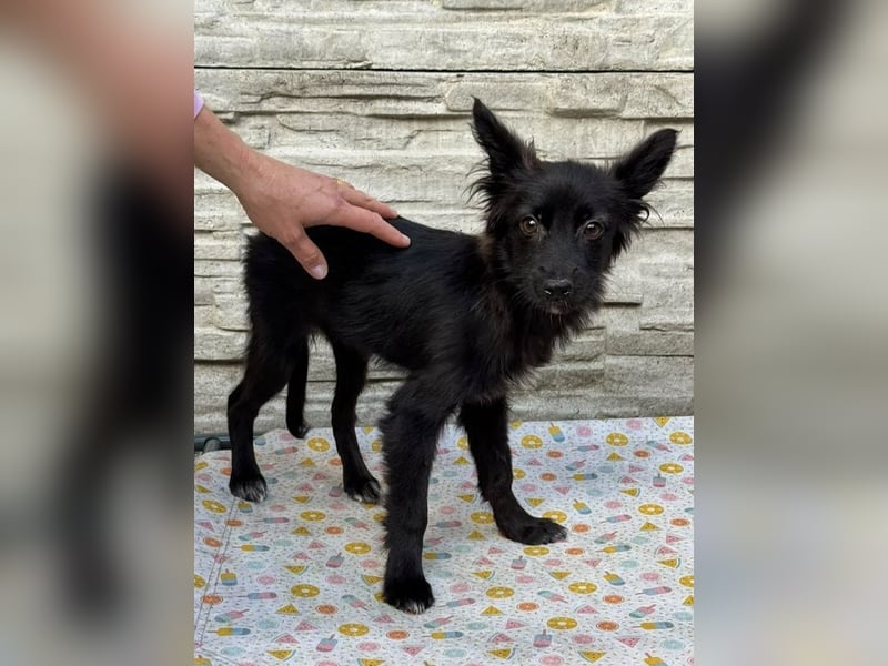 ♥TRACY♥ neu auf Pflegestelle bei Köln - zuckersüßes, verspieltes Welpenmädchen 33 cm (wachsend)