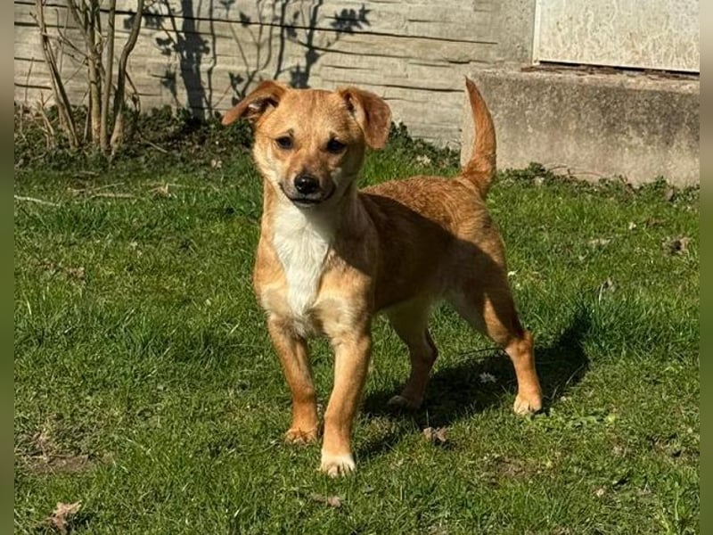♥KARA♥ auf Pflegestelle bei Köln - zuckersüße, fröhliche, verspielte Juniorin 30cm - bleibt kleiner