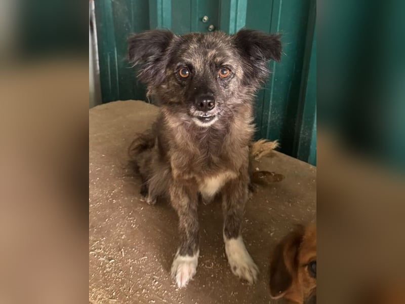 ♥SMOKEY♥ ab 31. Jul auf Pflegestelle bei Köln -süßer, zarter, menschenbezogener kleiner Rüde 35-40cm