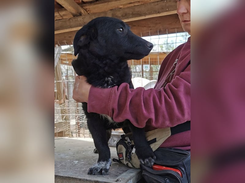 ♥BLACKJACK♥ wunderschöner, neugieriger, verschmuster und verspielter Junior mit lockigem Fell 32cm