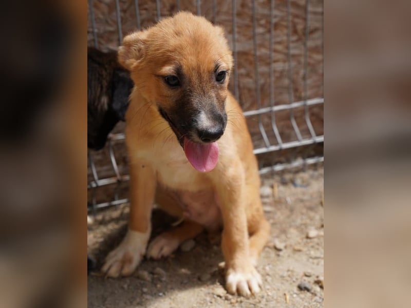 ⭐️THILO⭐️, süßer Welpenjunge, 3 Monate, 30 cm, Mischling, Tierschutz Rumänien