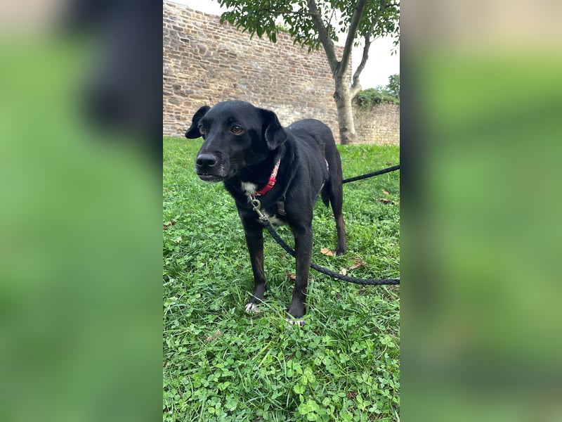 RANA, schüchterne Zweithündin, Pflegestelle Hennef, 5 Jahre, 38 cm, Tierschutz Rumänien