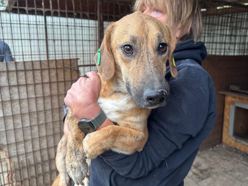 ♥PIET♥ niedlicher, hübscher gestromter, noch unsicherer, ruhiger kleiner Rüde 33 cm