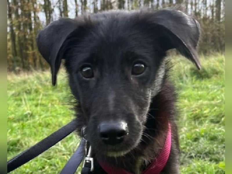 ♥CHICO♥ auf Pflegestelle in Köln - zuckersüßer, verschmuster, sanfter Junior 38 cm