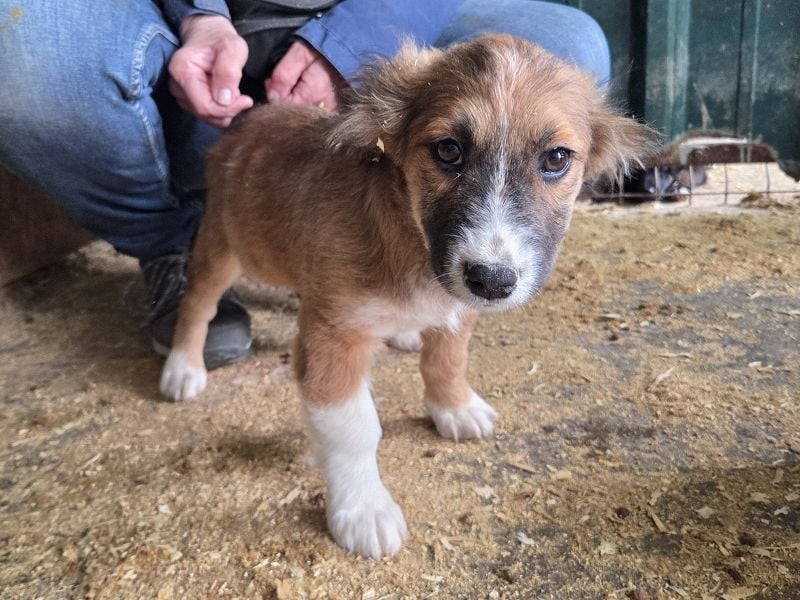 ♥JANI♥ niedlicher, verspielter kleiner Welpenbub mit der besonderen Fellfärbung 30 cm (wachsend)