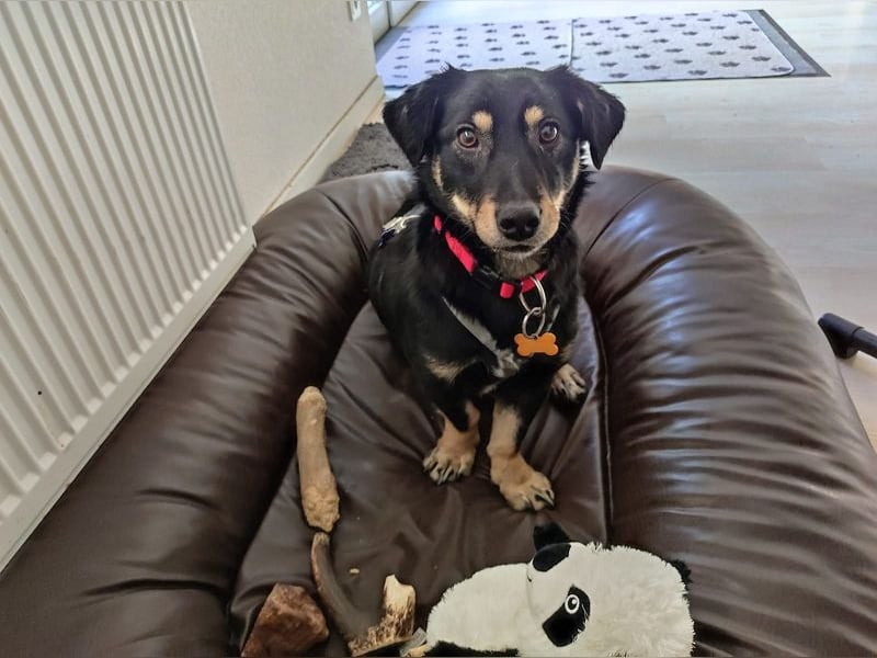 ♥MIMMI♥ am 1. März bei Tiere suchen ein Zuhause-süße, verschmuste,zutrauliche Dackel-Mix-Hündin 36cm