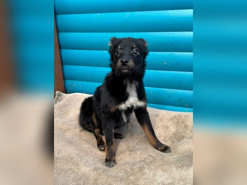 ♥BAMBU♥ auf Pflegestelle bei Köln - entzückendes, verspieltes Hundemädchen 37cm (wird mittelgroß)