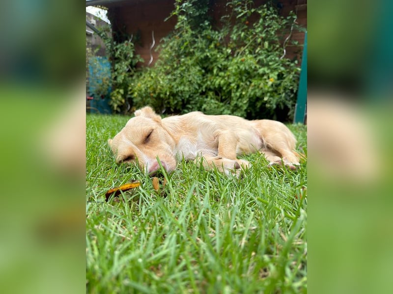 ♥ESTRELLA♥ neu auf Pflegestelle bei Köln - süße, verschmuste, aufgeschlossene Hündin 36cm