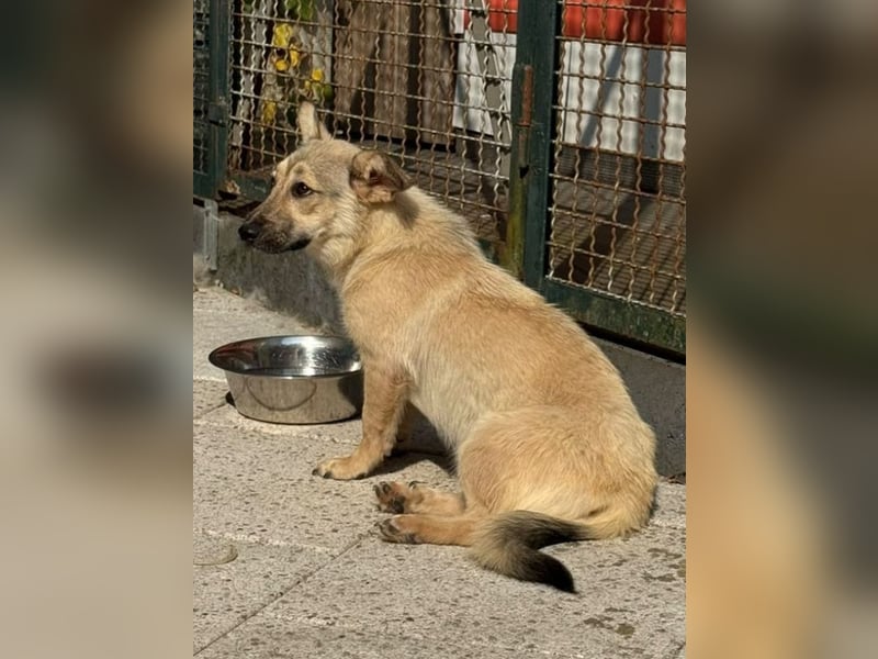 ♥MIRA♥ auf Pflegestelle in Köln - bezaubernde, verschmuste, dankbare Junghündin 33cm
