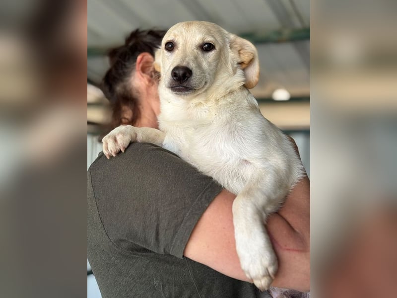 ♥TOBI♥ ab 9.Okt auf Pflegestelle bei Köln-fröhlicher, verspielter und aufgeschlossener Jungrüde 33cm