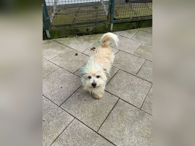 ♥YUMI♥ neu auf Pflegestelle bei Duisburg - süßer, sehr zutraulicher kleiner Wuschelmann 35cm