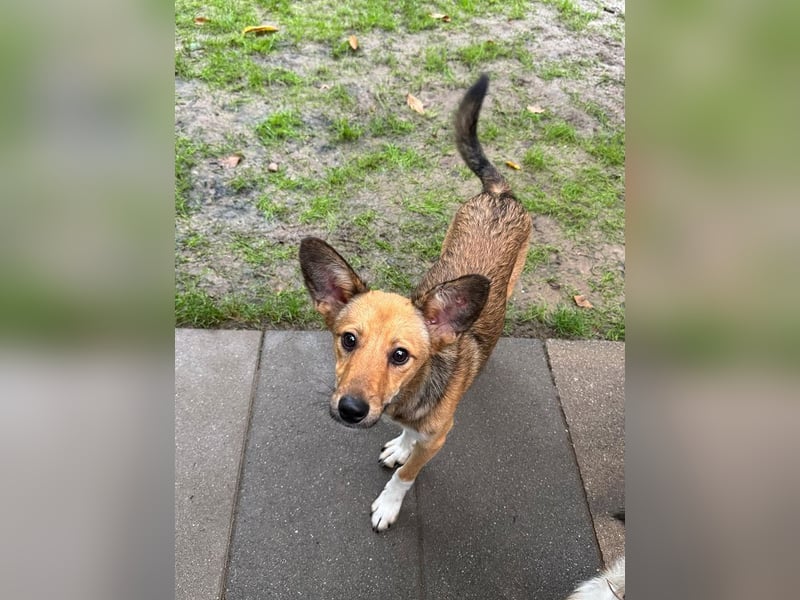 ♥DUMBO♥ neu auf Pflegestelle bei Köln - süßer, lieber, anfangs noch vorsichtiger Rüde 35cm