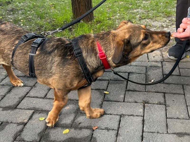 ♥MAYA♥ neu auf Pflegestelle bei Köln - süße, ganz liebe, noch unsichere kleine Junghündin 35 cm