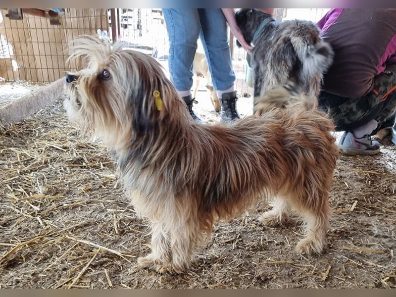 ♥WINDY♥ ab 9. Mai auf Pflegestelle bei Köln - verschmustes und menschenbezogenes Hundemädchen 34cm