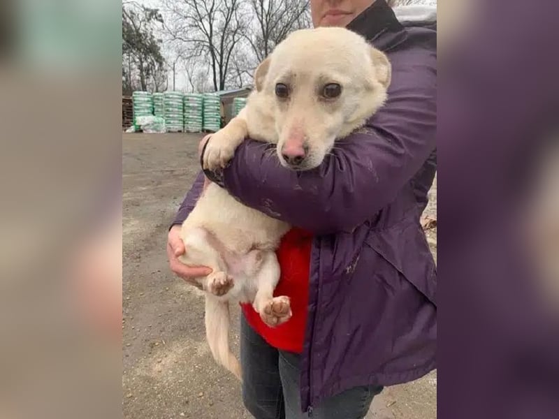 ♥ELIO♥ zarter, sensibler, noch unsicherer Jungrüde mit den großen Knopfaugen 35 cm