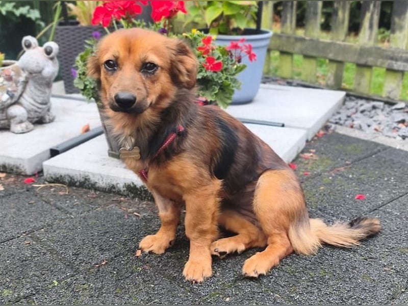♥PINKY♥ auf Pflegestelle bei Aachen - zuckersüßes, verspieltes Hundemädchen 38cm