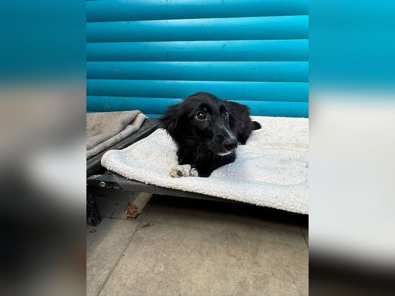 ♥TOKIO♥ auf Pflegestelle bei Köln - zuckersüßer, verspielter kleiner Welpe 28 cm