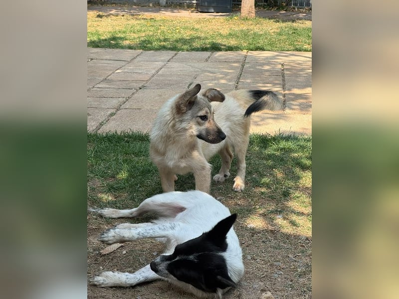 ♥MIRA♥ auf Pflegestelle in Köln - bezaubernde, verschmuste, dankbare Junghündin 33cm
