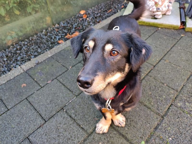 ♥MIMMI♥ am 1. März bei Tiere suchen ein Zuhause-süße, verschmuste,zutrauliche Dackel-Mix-Hündin 36cm