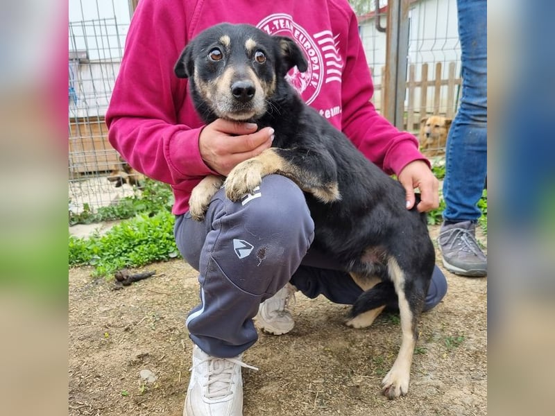 ♥LAURIN♥ süßer, noch zurückhaltender kleiner Rüde, der im Tierheim völlig überfordert ist 35 cm