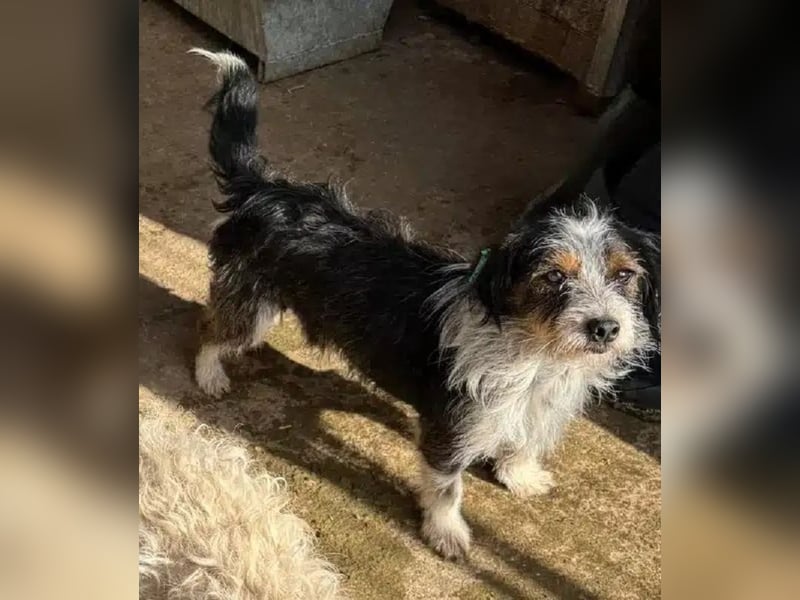 ♥BALU♥ ab Anfang Nov auf Pflegestelle bei Köln - zuckersüßer, verschmuster kleiner Rüde 30 cm