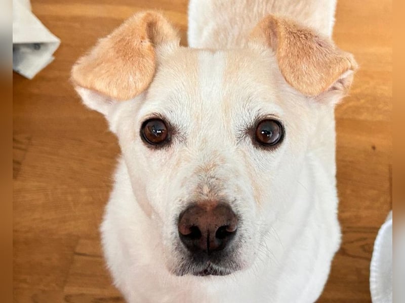 ♥MAMBO♥ auf Pflegestelle in Köln - verschmuster, anhänglicher kleiner Rüde 33 cm