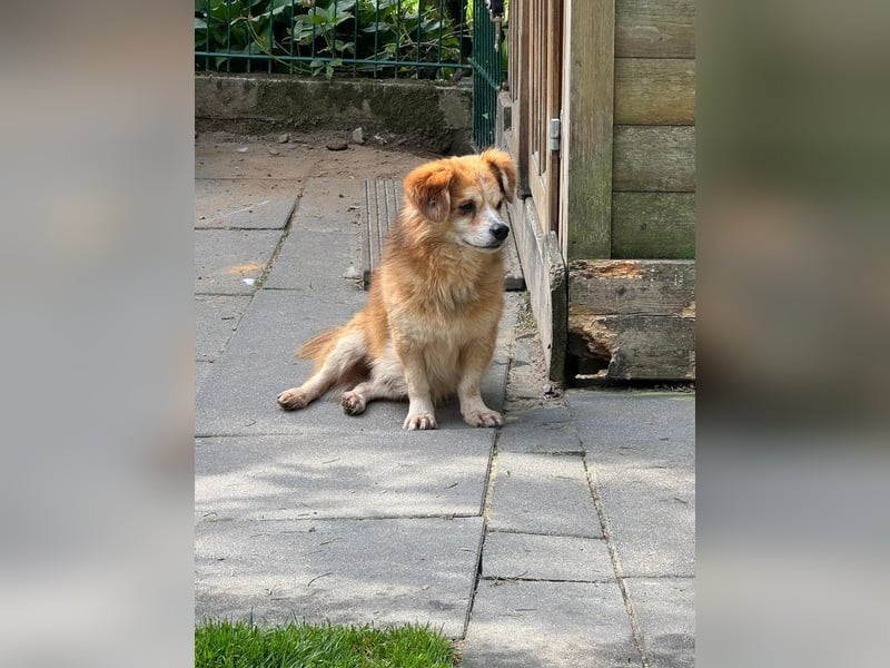 ♥PAULI♥ neu auf Pflegestelle in Bochum - süßer, unkomplizierter Schmusehund mit längerem Fell 30 cm