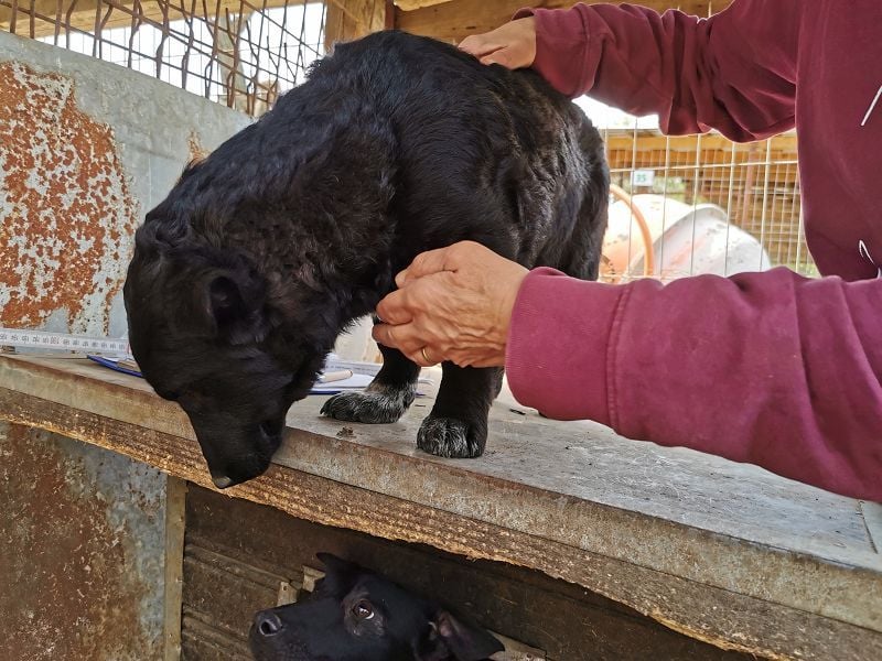 ♥BLACKJACK♥ wunderschöner, neugieriger, verschmuster und verspielter Junior mit lockigem Fell 32cm