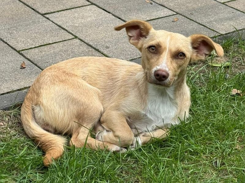 ♥ESTRELLA♥ neu auf Pflegestelle bei Köln - süße, verschmuste, aufgeschlossene Hündin 36cm