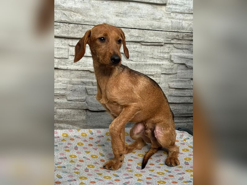 ♥COSMO♥ neu auf Pflegestelle bei Köln - süßer, verspielter kleiner Welpenbub 33 cm (wachsend)