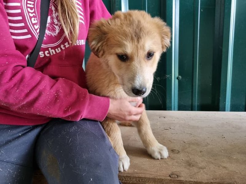 ♥LANDO♥ süßer, verspielter Kuschelbär 37 cm (wird 50-60 cm groß)