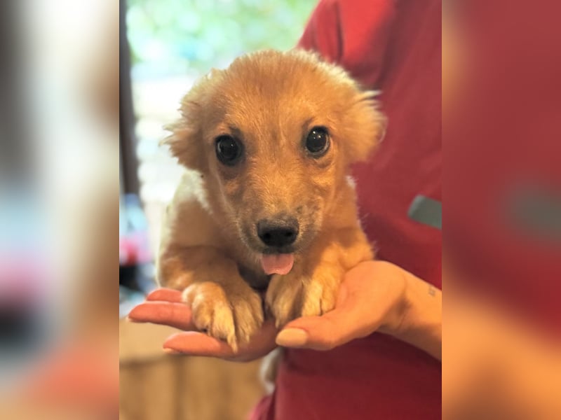 ⭐DINAI⭐, herzige Hündin, 5 Monate, 20 cm, Tierschutz Rumänien